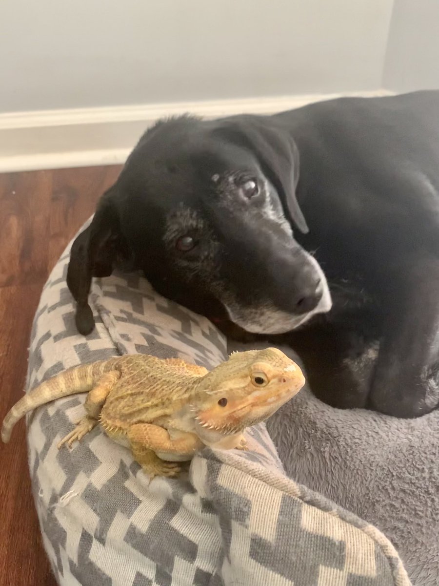 KeepCalmTechOn's tweet photo. @notbatmanyet @CashApp My lovely lab Cricket passed away last week. We also have a bearded dragon named Mango. They loved each other so much. I miss Cricket dearly. $kdierdorff https://t.co/IcA5pLuhRL