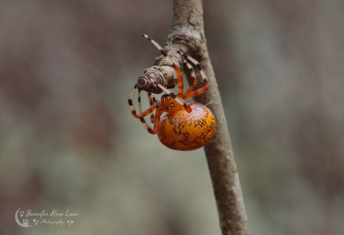 Jens_Starry_Sky's tweet photo. Happy Friday the 13th ๐ #FridayThe13th #orbweaver #pumpkinspider #spiders #bugs #macro @ThePhotoHour @MacroHour https://t.co/7DQgbmIWxJ
