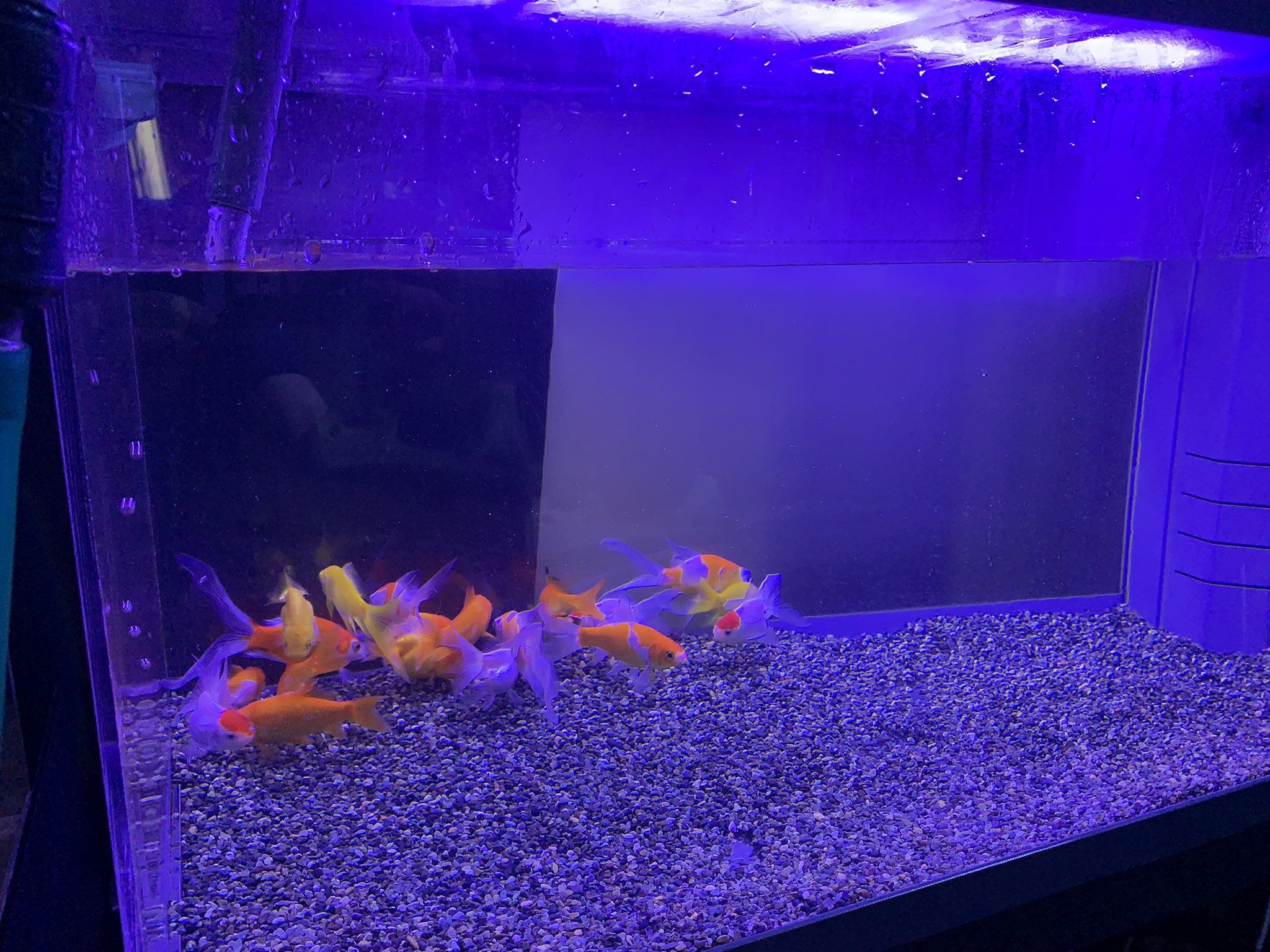 تويتر ジャパンハンドコートマリンズ على تويتر 今日は金魚水槽の水換えをしました やっぱり金魚水槽 は1週間に1回水換えをしていても汚れますね 綺麗な状態を維持できるように頑張ります ジャパンハンドコートマリンズ 金魚 金魚水槽 アクアリウム