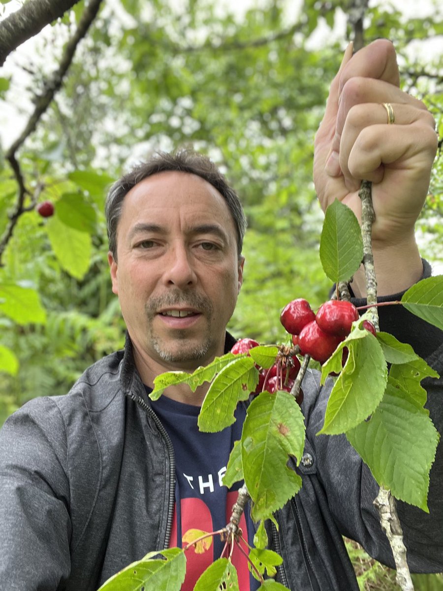 #Cherries picking, so nice and sweet! #inseason #foraging #londonrestaurant #michelinstar