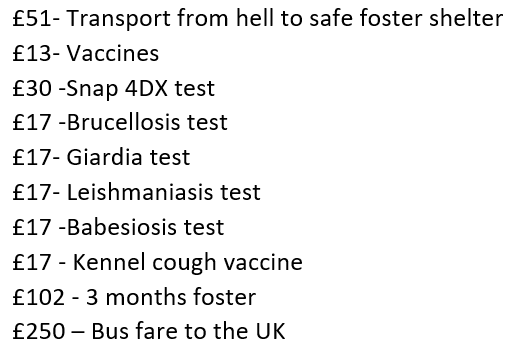 GillyMeeky's tweet image. Will anyone help Andy? He has been in this hell for 8 long years! He is 9 years old now! I can't bear it, please, please help get him out and to the UK? My heart is breaking for him. 8 years😫Trying to raise £531. Breakdown in pics of costs. tinyurl.com/GillMeek ref Andy🙏