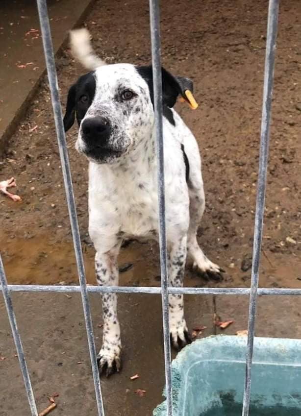 GillyMeeky's tweet image. Will anyone help Andy? He has been in this hell for 8 long years! He is 9 years old now! I can't bear it, please, please help get him out and to the UK? My heart is breaking for him. 8 years😫Trying to raise £531. Breakdown in pics of costs. tinyurl.com/GillMeek ref Andy🙏