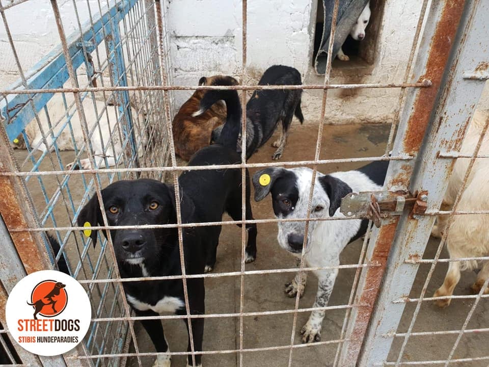 GillyMeeky's tweet image. Will anyone help Andy? He has been in this hell for 8 long years! He is 9 years old now! I can't bear it, please, please help get him out and to the UK? My heart is breaking for him. 8 years😫Trying to raise £531. Breakdown in pics of costs. tinyurl.com/GillMeek ref Andy🙏