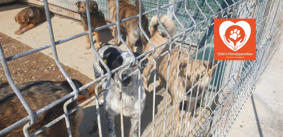 GillyMeeky's tweet image. Will anyone help Andy? He has been in this hell for 8 long years! He is 9 years old now! I can't bear it, please, please help get him out and to the UK? My heart is breaking for him. 8 years😫Trying to raise £531. Breakdown in pics of costs. tinyurl.com/GillMeek ref Andy🙏