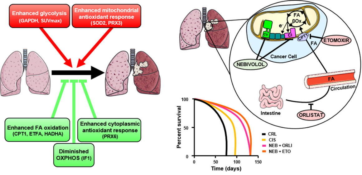 El grupo de José M. Cuezva del CBMSO  y del Hospital Universitario Puerta de Hierro Majadahonda han demostrado que las proteínas mitocondriales ofrecen dianas terapéuticas muy ventajosas para el tratamiento de esta patología
nature.com/articles/s4138…