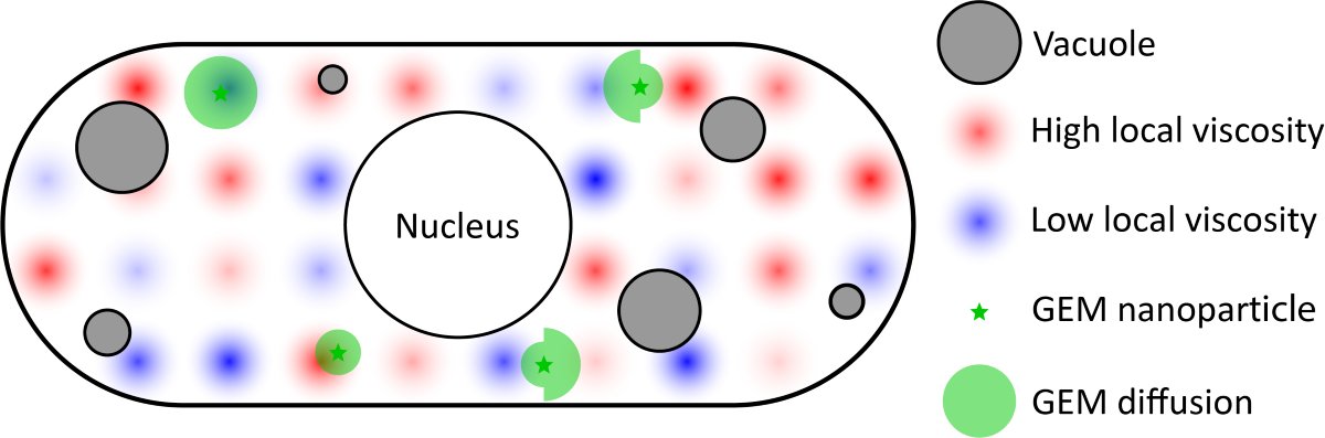 Think the cytoplasm is well-mixed? Think again. In my latest work with <a href="/MolinesArthur/">Dr. Arthur Molines 🎮</a> and <a href="/fredchanglab/">Fred Chang</a> we found the apparent viscosity of the cytoplasm may vary up to 100-fold (!) within individual cells, and 10-fold (!) between cells. A thread: (1/8) biorxiv.org/cgi/content/sh…
