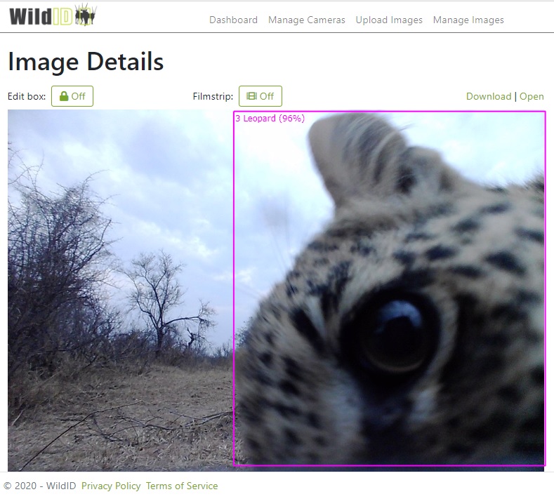 WildIDApp's tweet photo. Cat. Curious. Cute. #Cameratrap.

#MaratabaConservationCamps #WildID https://t.co/Q0EZXOVaiD