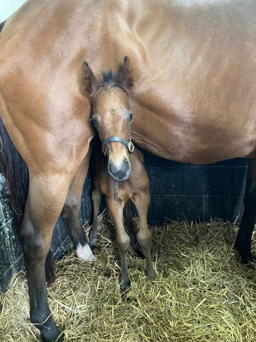 Hickyparma's tweet photo. He’s got that Friday feeling!! 😎#CheekyChappy #Iffraaj #LadyParma #RPFoalGallery #ITVRacing #TheOpeningShow https://t.co/AjzExbsi56