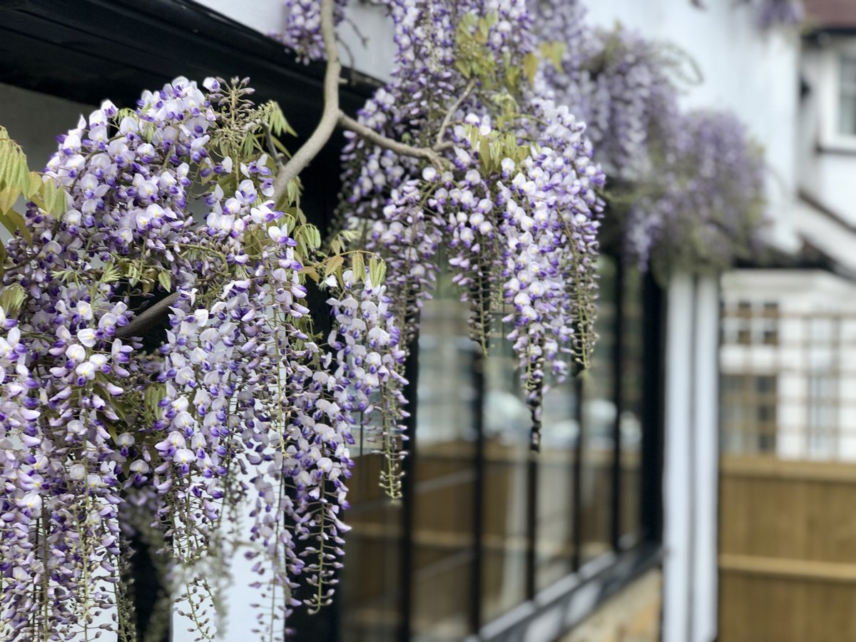 I just LOVE it when this wisteria comes into bloom – and the scent as you walk through the front door is absolutely knock out!  
I always think #wisteria brings such character to the house and somehow gives it heritage, even if it's relatively new...  
#gardendesigner