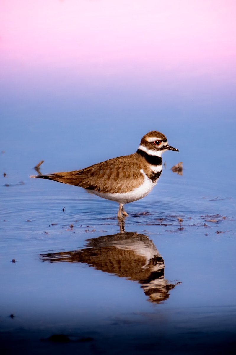 _NatureGuy_'s tweet photo. Kildeer at sunset

#naturephotography #photooftheday #natureofinstagram #nature #photographer #naturepics 
#ornithology #birdlovers #birding #birdsphotography #birdwatching #birdphotos #birdsofinstagram #birdphotography #birdphoto #bestbirdshots #birdstagram #birds_captures https://t.co/wgyNPG2GTH