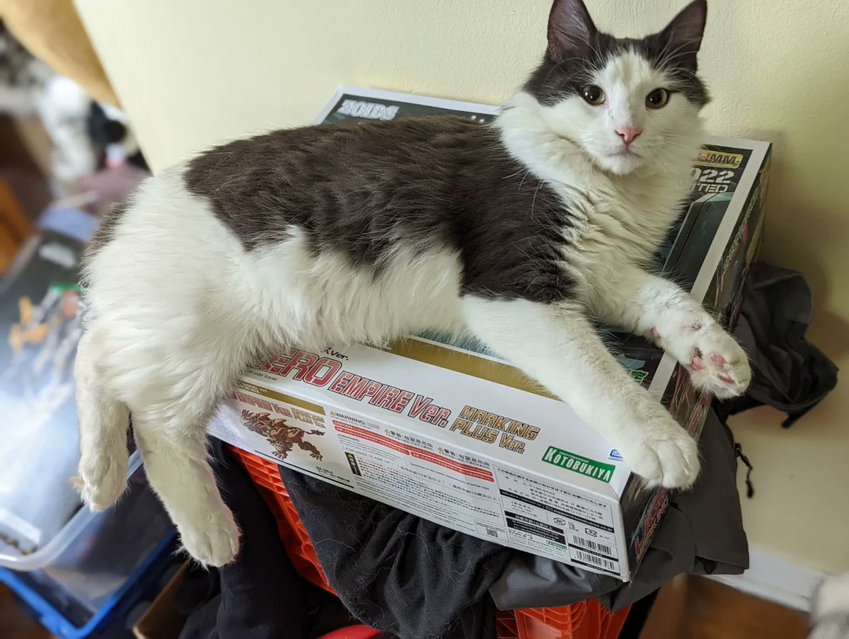 aWildBowTie's tweet photo. Mama says I'm filling out nicely
#CatsOfTwitter #cats #maxelton https://t.co/c8FcrrwgVj