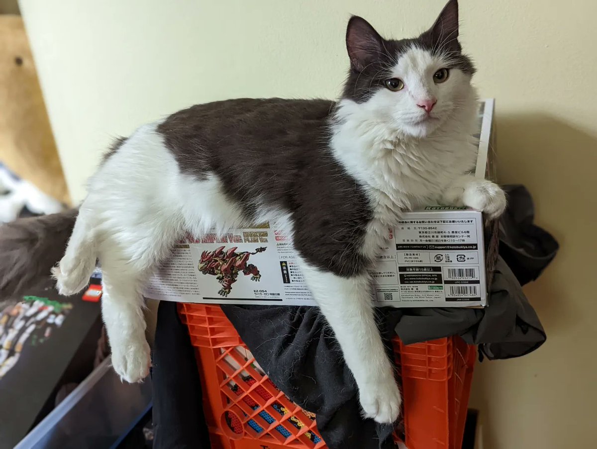 aWildBowTie's tweet photo. Mama says I'm filling out nicely
#CatsOfTwitter #cats #maxelton https://t.co/c8FcrrwgVj