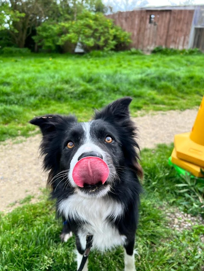 FOSTBCrescue's tweet photo. Yup, that really is Moss's tongue, no photo shopping and no tricks, it really is his. Pretty perfect shape but not sure what he was thinking, we probably said he was nearly ready for adoption.
#AdoptDontShop #bordercollies #rescuedogs #cheekydogs #lovingourdogs https://t.co/eamL4FQWFV
