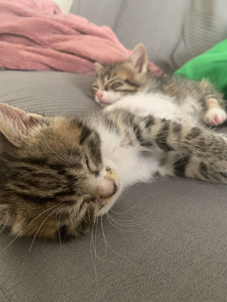 Marioponcee's tweet photo. Vengo a vendeciros la tl con neko y freyja https://t.co/F8lUPwT4lL