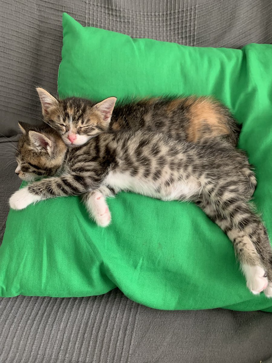 Marioponcee's tweet photo. Vengo a vendeciros la tl con neko y freyja https://t.co/F8lUPwT4lL
