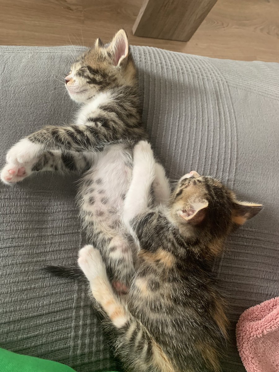 Marioponcee's tweet photo. Vengo a vendeciros la tl con neko y freyja https://t.co/F8lUPwT4lL