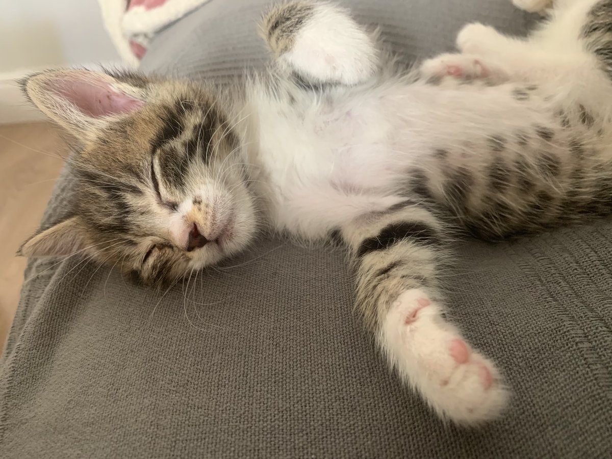 Marioponcee's tweet photo. Vengo a vendeciros la tl con neko y freyja https://t.co/F8lUPwT4lL