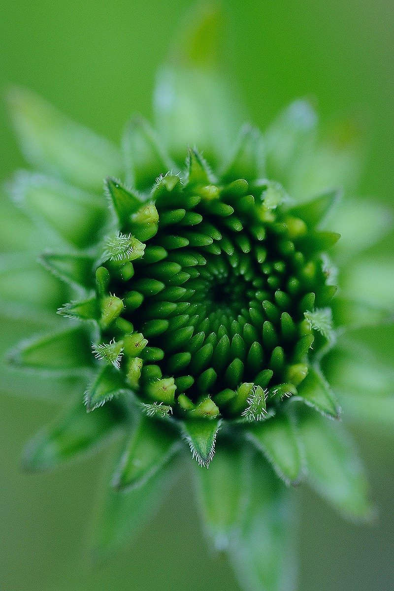 abs_cuts's tweet photo. Bloom with kindness...
#nature #NaturePhotography #flower #photography #photo #ThePhotoHour https://t.co/wuAGYp0Oh4