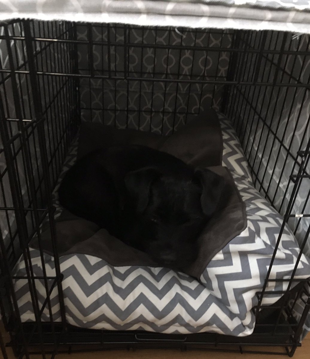 asifamhp's tweet photo. My colleague is just not taking this stuff seriously 🐶#AMHPhound #RestingAMHPhound #DogsLife #Snoring 💤
I would suggest that my colleague has the right idea✔️ https://t.co/ge66rLtgUA