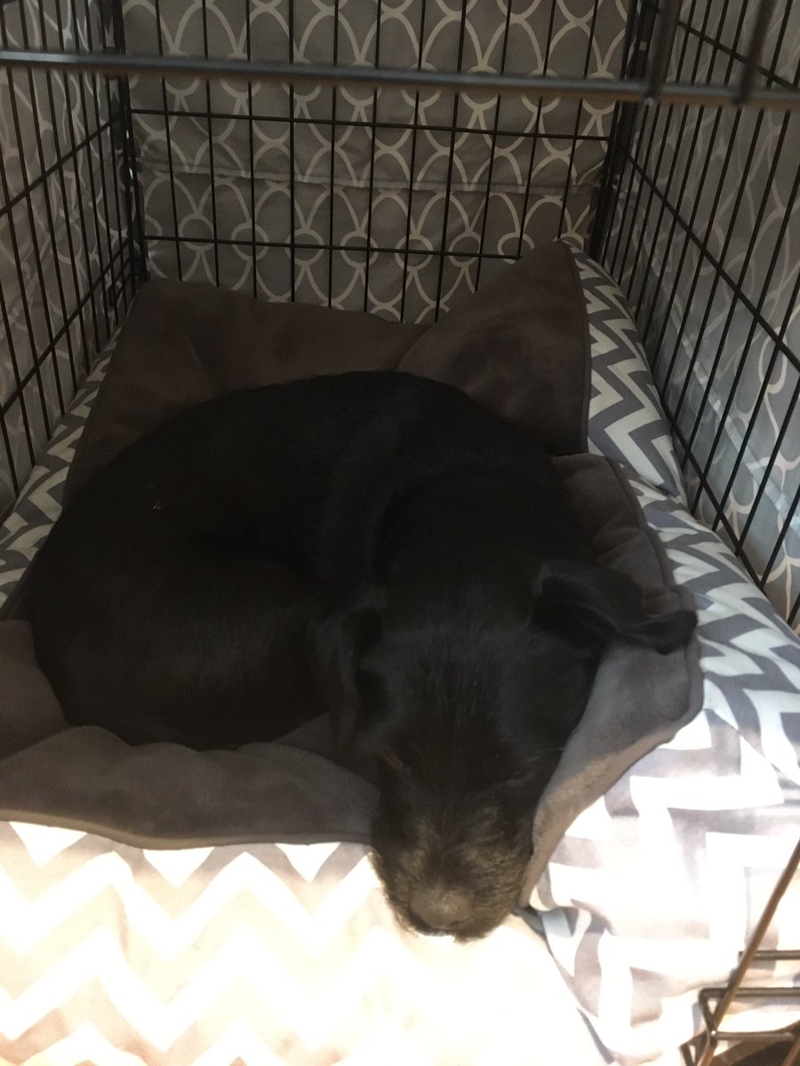 asifamhp's tweet photo. My colleague is just not taking this stuff seriously 🐶#AMHPhound #RestingAMHPhound #DogsLife #Snoring 💤
I would suggest that my colleague has the right idea✔️ https://t.co/ge66rLtgUA