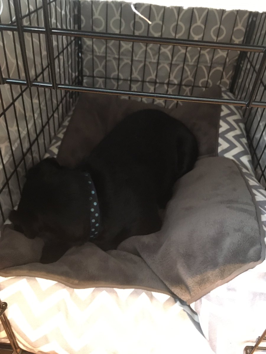 asifamhp's tweet photo. My colleague is just not taking this stuff seriously 🐶#AMHPhound #RestingAMHPhound #DogsLife #Snoring 💤
I would suggest that my colleague has the right idea✔️ https://t.co/ge66rLtgUA