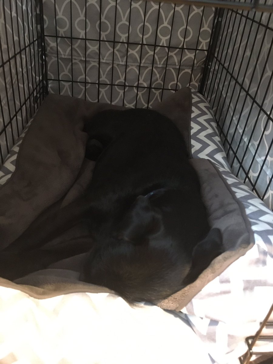 asifamhp's tweet photo. My colleague is just not taking this stuff seriously 🐶#AMHPhound #RestingAMHPhound #DogsLife #Snoring 💤
I would suggest that my colleague has the right idea✔️ https://t.co/ge66rLtgUA