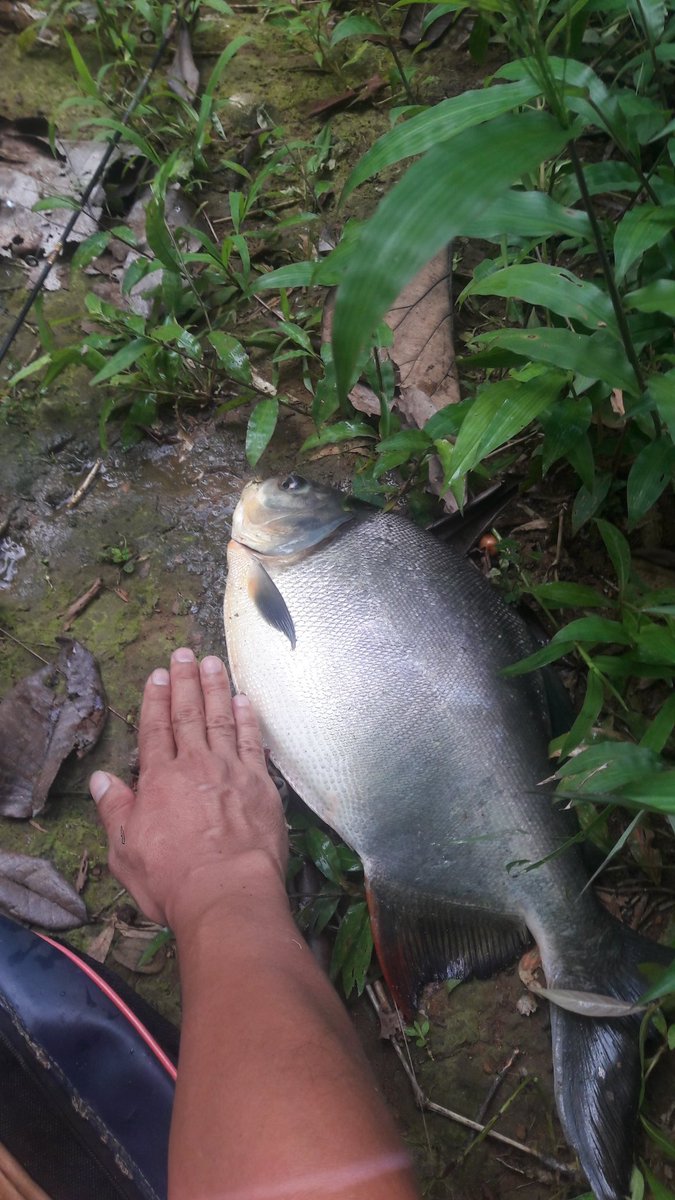 MscAconk's tweet photo. mancing https://t.co/k0gUCdstAI