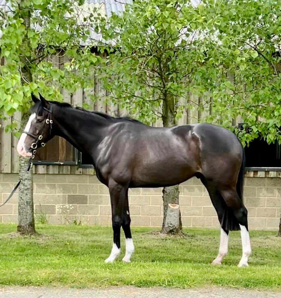 RHBloodstock's tweet photo. And here is a flashy individual who looks fab and is very athletic and also a great mover. The only Coastal Path in the sale @GoffsUK and is sure to catch the eye of a few potential clients. 👌 https://t.co/nscS4RqKru