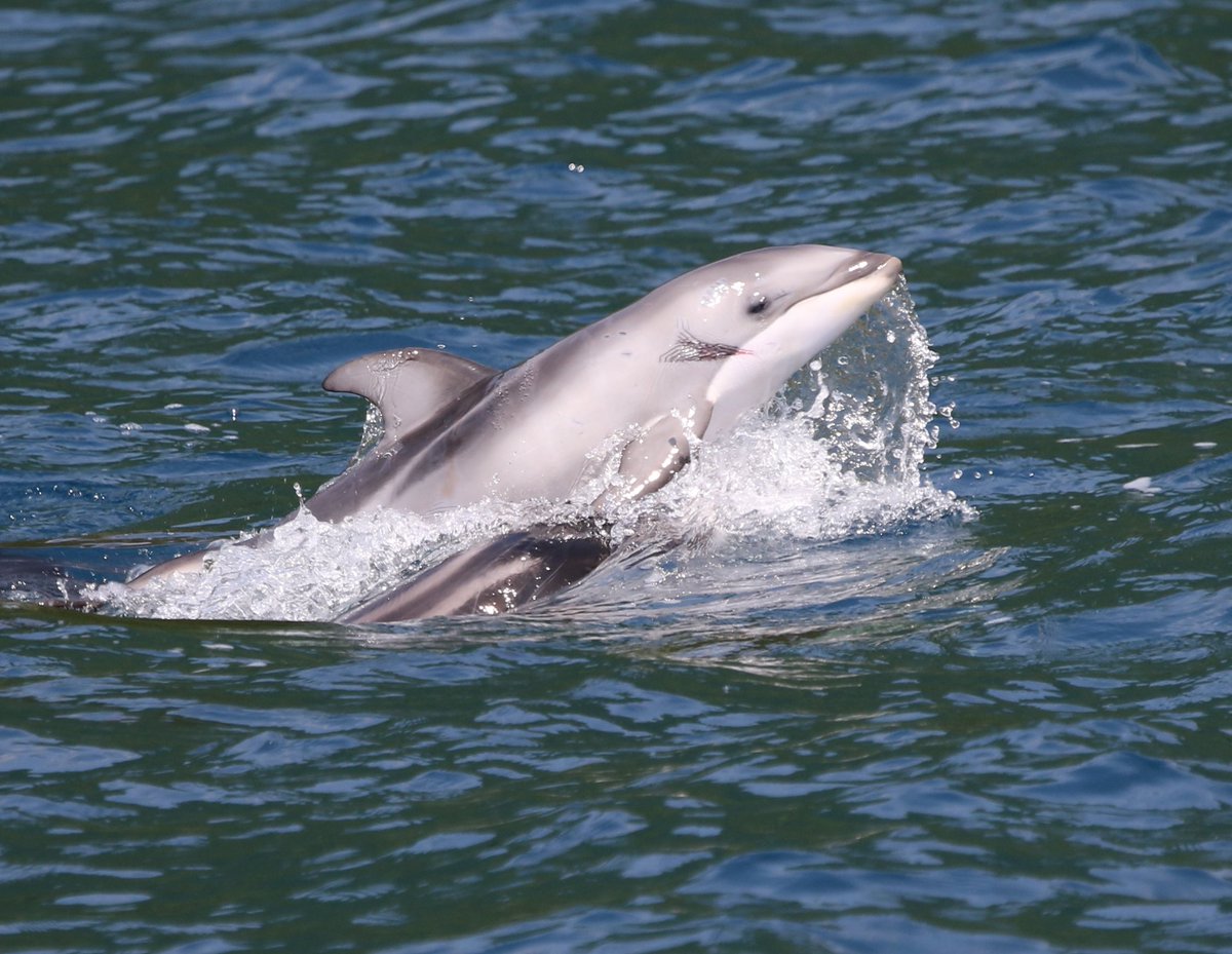 mutsubaydolphin's tweet photo. Our new paper has been published in Aquatic Mammals! 🎉 We discuss our observation of calf-directed aggression in Pacific white-sided dolphins as a possible infanticide attempt! This is our first publication at team MBDR! @konnichiwadolph @mitani_yoko 

https://t.co/jqfurHknTa https://t.co/d3F4BebRo3