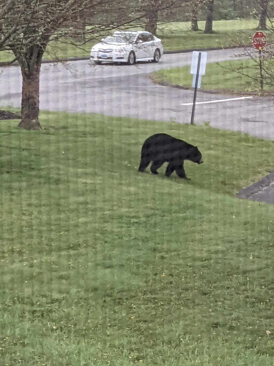 RSD6_LPS_Supt's tweet photo. Just in case we wondered - 🐻🐝 letting us know that this is spring in NW CT. Never is it just another week. 🤔💙❤️🌞 https://t.co/IMX0Ge4xdW