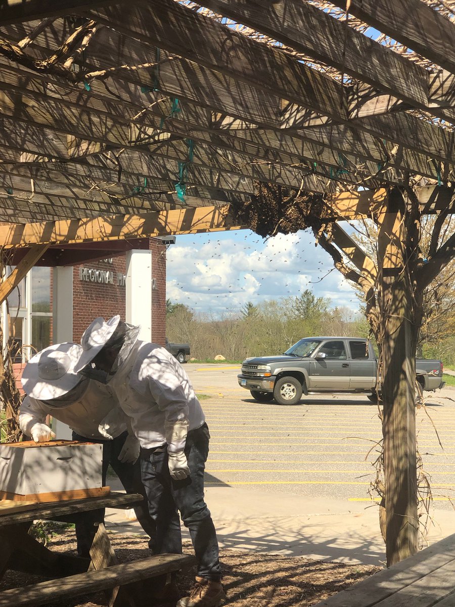 RSD6_LPS_Supt's tweet photo. Just in case we wondered - 🐻🐝 letting us know that this is spring in NW CT. Never is it just another week. 🤔💙❤️🌞 https://t.co/IMX0Ge4xdW