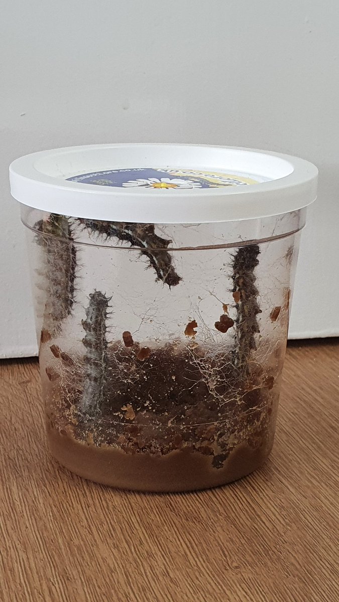 BroughEagles's tweet photo. As we head into the weekend... look at Colin, Ted, Bertie, Rosie and Upsy Daisy! Wonder how big they'll be at the stay of next week? π€ππ¦ #nature #causeandeffect #changesovertime #veryhungrycaterpillars https://t.co/LYp6pCVdDX
