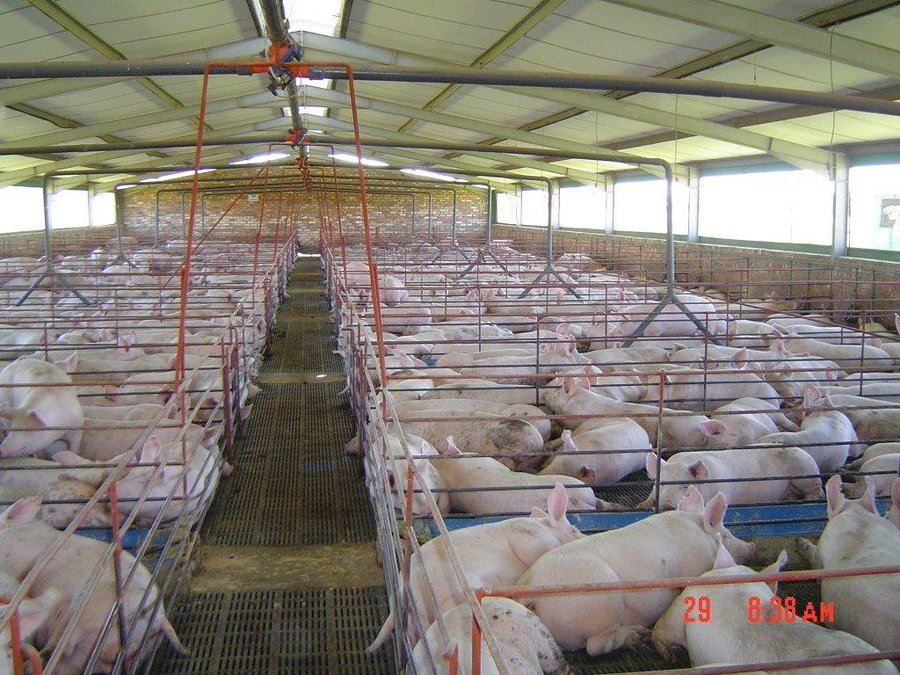 WorldlyHQ's tweet photo. If you are interested in modern #pig farming for meat production, please like and retweet! https://t.co/8CVYK04g4o