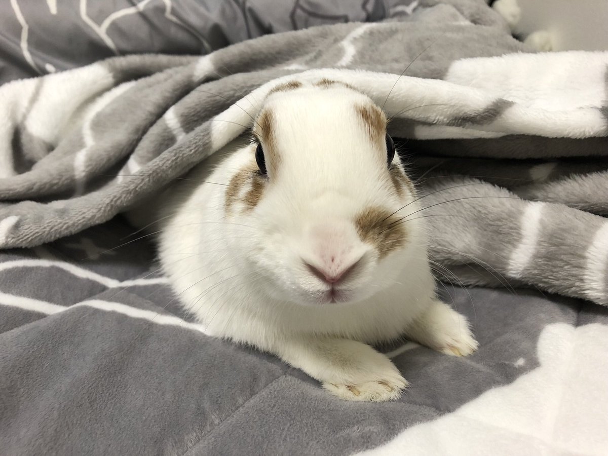 moco_0911_moco's tweet photo. 飼い主のベッドの上が
大好きなもこさん🐰💓

すぐまったりするのが可愛い🫶🏻🫶🏻🫶🏻 https://t.co/YfXxRWs3Zu