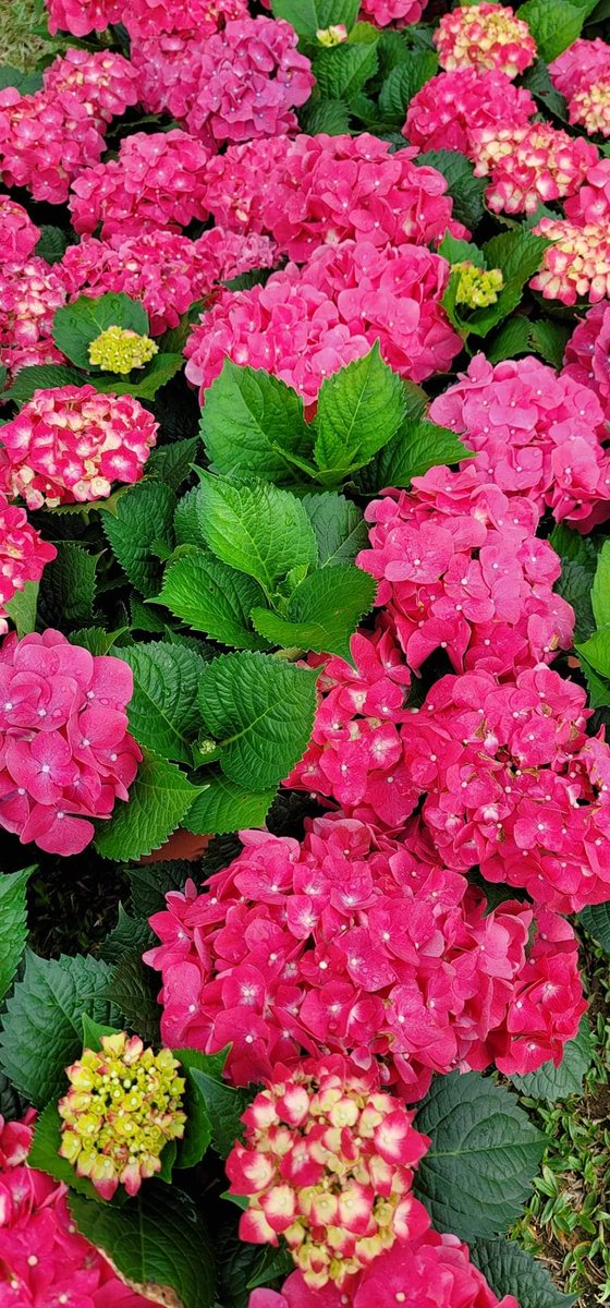 🌺🌿🦋👍🏼💪