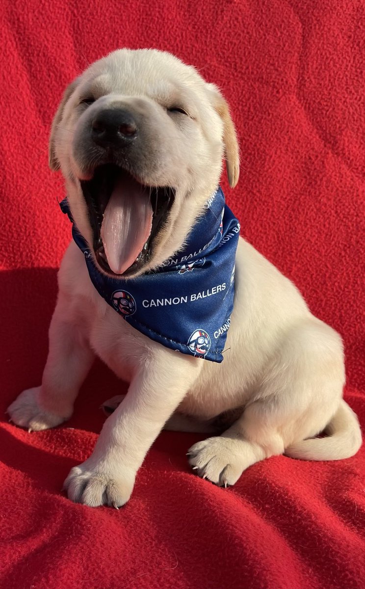 BallersBatDog's tweet photo. Goooddd Morninggg! https://t.co/ABoBw0e4Ba