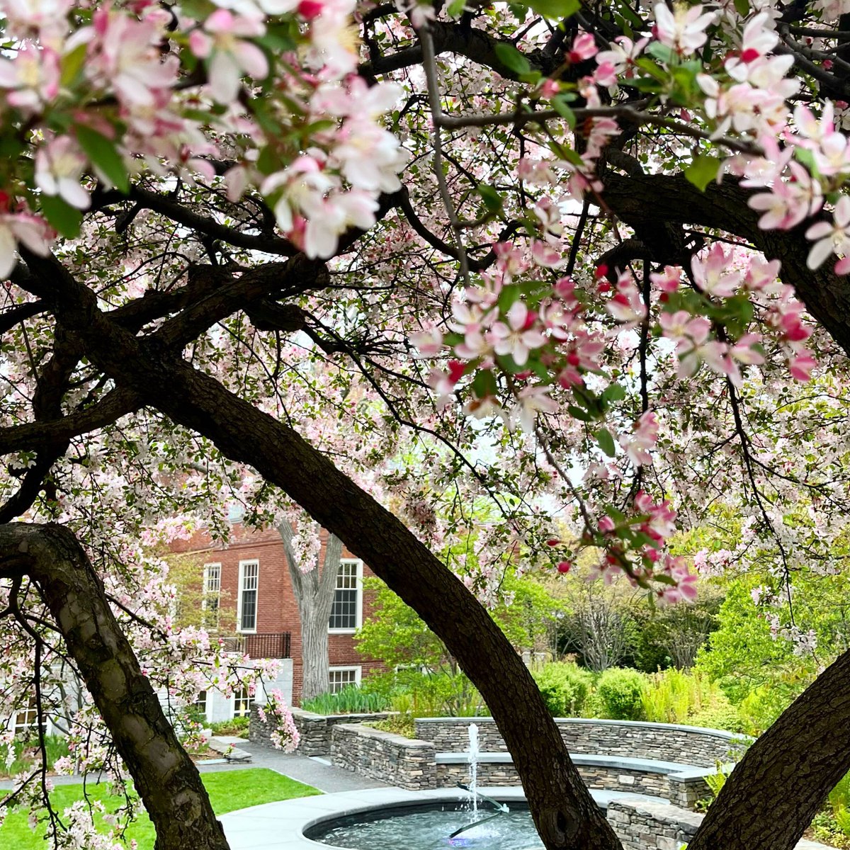 Pink flowers on a tree with a small outdoor fountain in the background