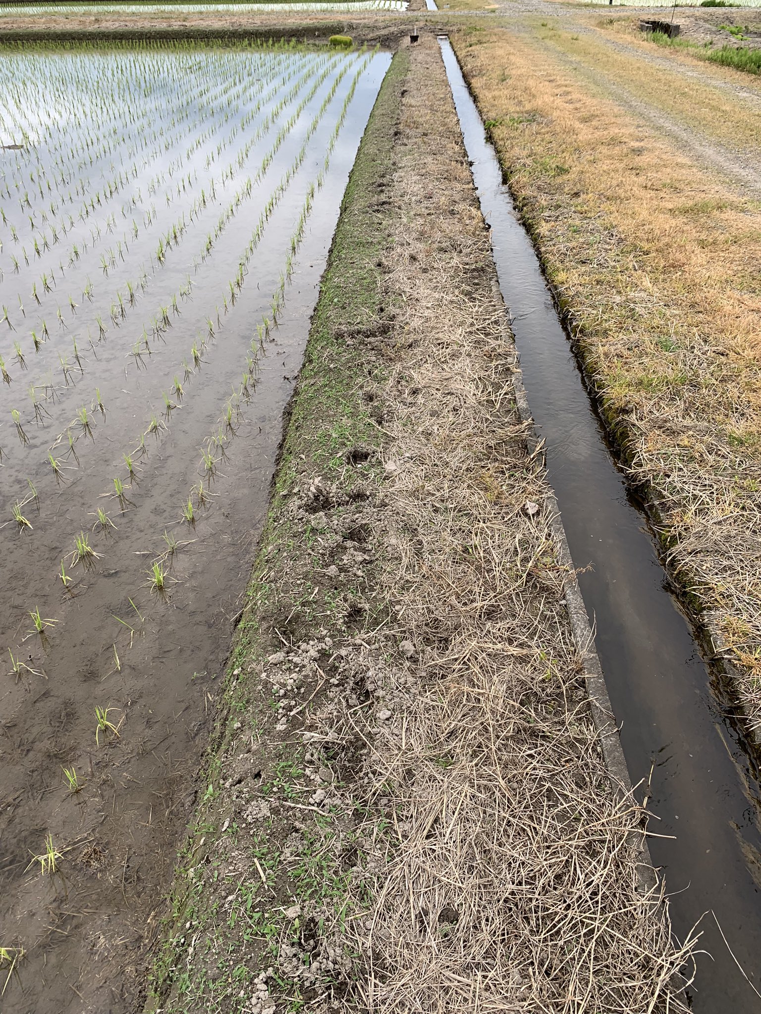 Kさん 田んぼの畔に足跡 考えられるのはタヌキ イノシシ 足跡の間隔みるとそんなに大きくない動物だと思うけど こんなにえぐれるかな笑 結構気になってます T Co Lv5cyld1io Twitter