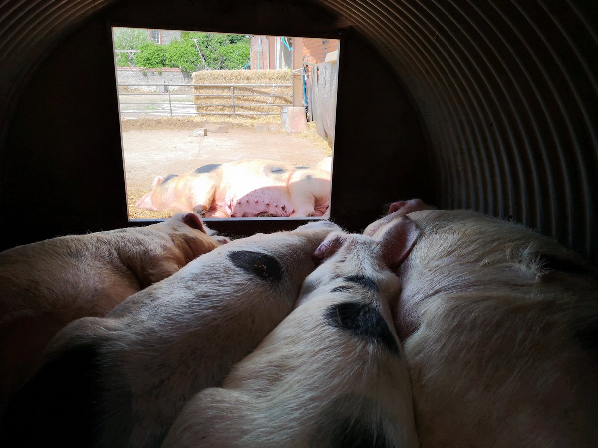RovesFarm's tweet photo. Pigs just chillin'... ๐ท ๐ค
#itsapigslife #happypigs #lazydays #chillingonthefarm #gloucesteroldspot #farmattraction #FarmDayOut #rovesfarm #wiltshire #swindon https://t.co/YpXN6Kuu21