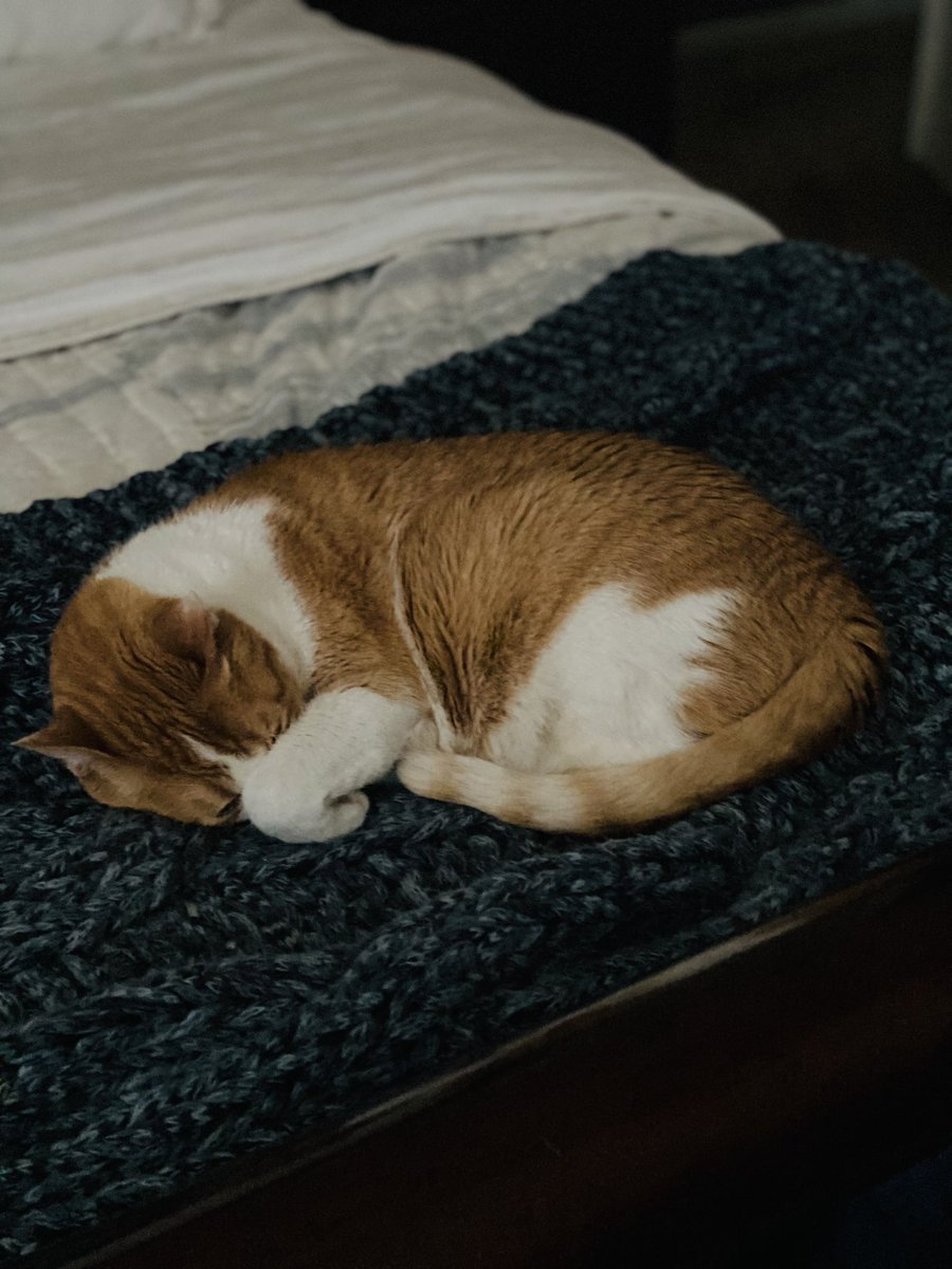 moomanandme's tweet photo. Day 500(jk) of rain and wind. I’m just gonna stay in bed and cover my eyes. #CatsOfTwitter #overthisweather #rainraingoaway https://t.co/tTQCcA7qPm