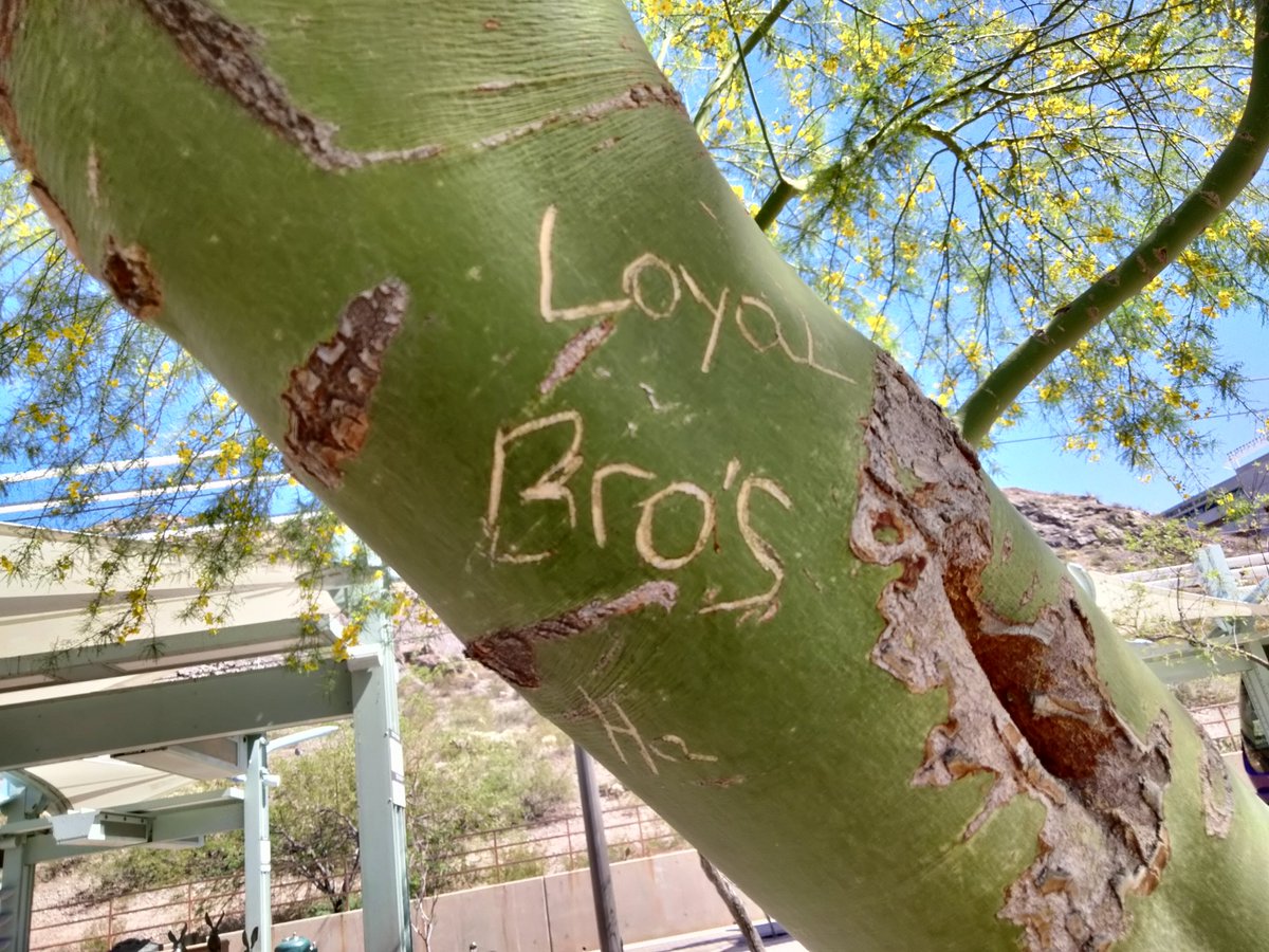 bbeltran908's tweet photo. Somewhere in Tempe 👀💯💯 #loyalbrostilltheworldblo🚨🚨
#LbShit https://t.co/5L2x9tQLsH