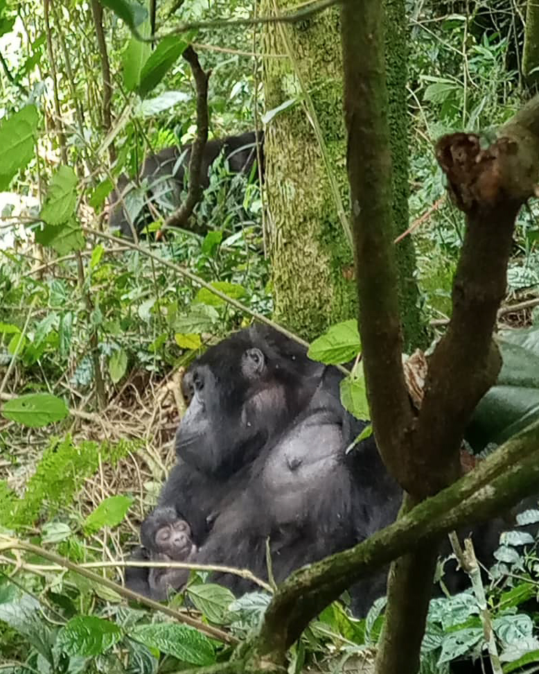 Uganda Wildlife Authority tweet media