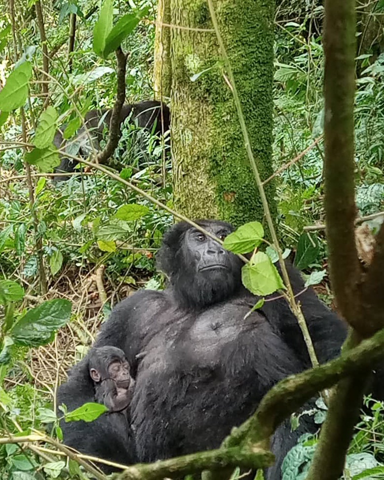 Uganda Wildlife Authority tweet media