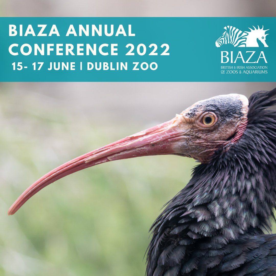 The BIAZA Annual Conference, the first in person event for two years, will be hosted at <a href="/DublinZoo/">Dublin Zoo</a> next month ☘️

Information and tickets can be found here: biaza.org.uk/events/detail/…

📷 Birgit Berkenkopf | Dublin Zoo