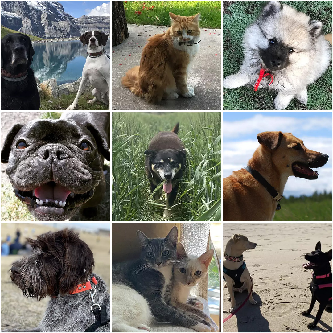 EventgrooveHQ's tweet photo. Happy Friday from the cutest members of the #Eventgroove team!
#DogsofEventgroove #OfficeDogs #OfficeCats #EventPlatform #NPTech https://t.co/vPE8geDDuY
