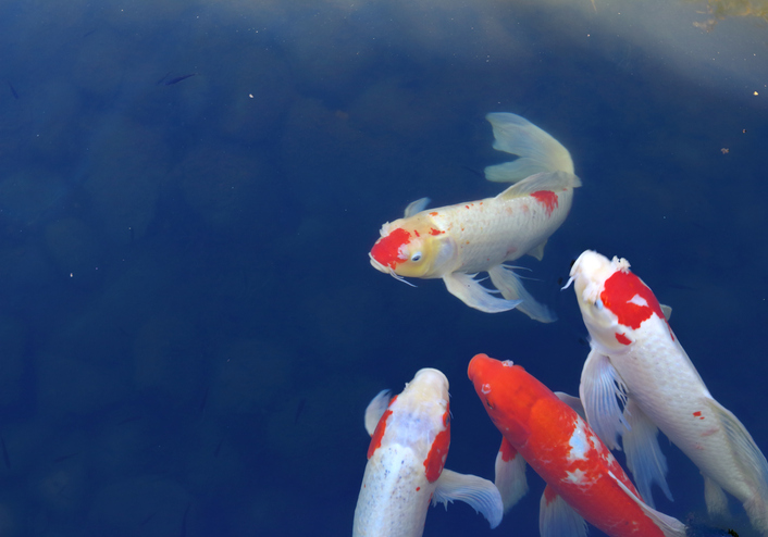 FWGdesigns's tweet photo. Did you know koi fish are held in high esteem in Japan? They symbolize good luck, prosperity, and strength. https://t.co/4SeYZEpp3U