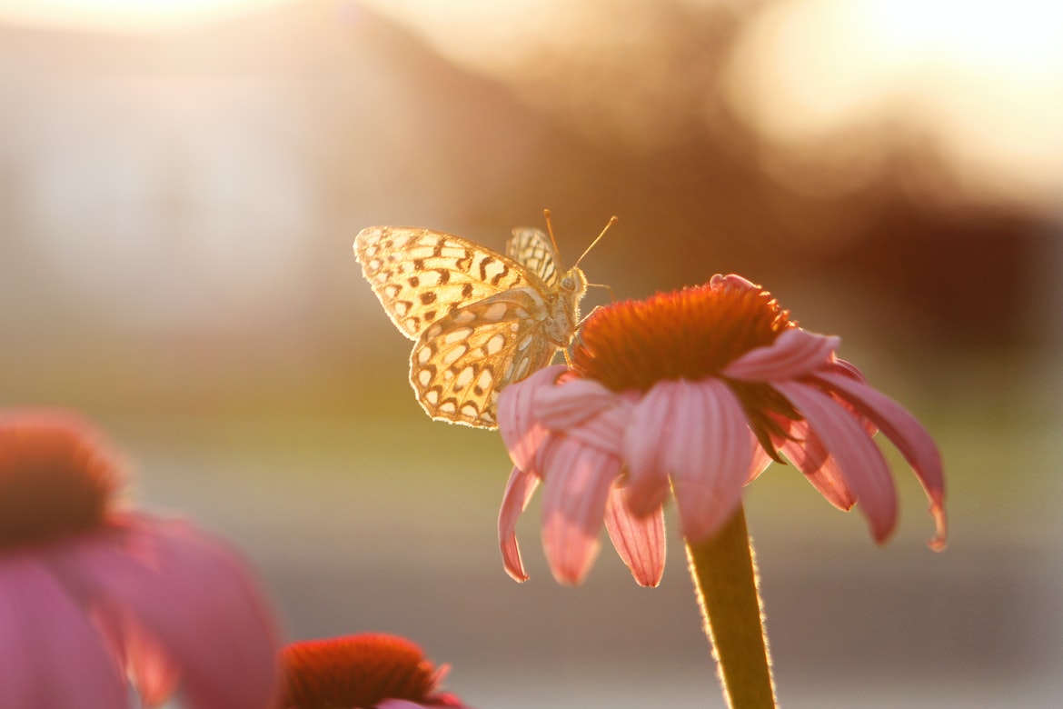 MomiraMonika's tweet photo. the way the river kept rolling its pebbles
the way the wild wrens sang
though they hadn't a penny in the bank
the way the flowers were dressed 
in nothing but light ~
Mary Oliver ~ (Summer)

Foto: Melanie Morales https://t.co/u8bCVBubtP