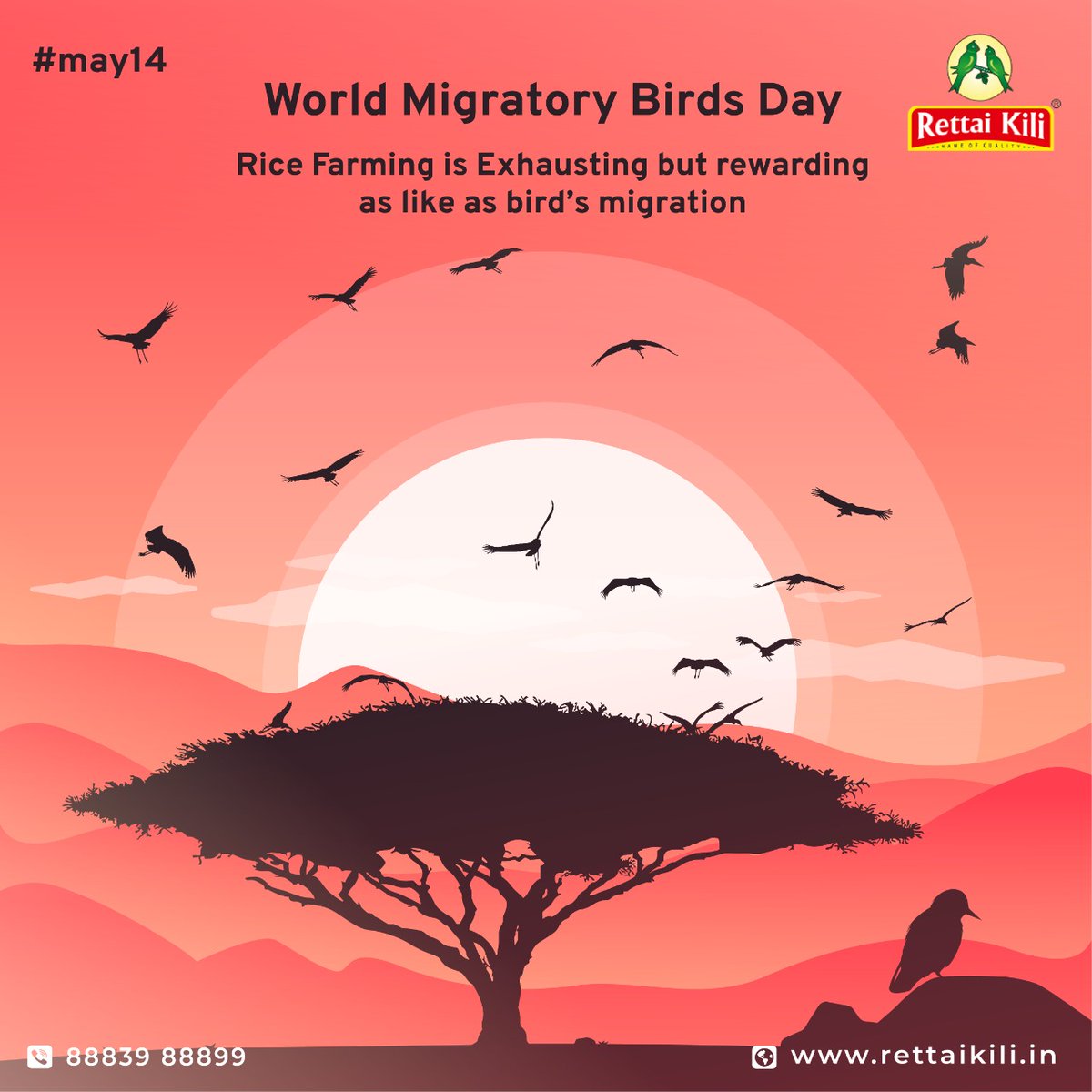 rettaikilirice's tweet photo. Let's "Dim the lights for birds at night" to ease their journey afar.
For more details click https://t.co/qQpNRRZFYw
#WMBD2022 #birdmigration #theme2022 #lightpollution #rettaikili https://t.co/nk1KESgJvj