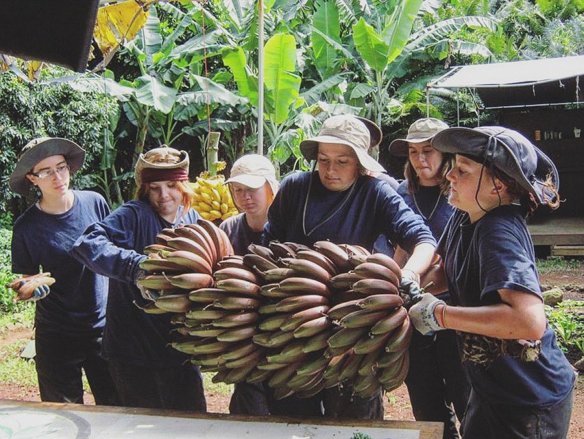 PQ throwback photo 📷
A legendary Cuban Banana harvest 😲🙌
#outdooreducation #horticulturetherapy