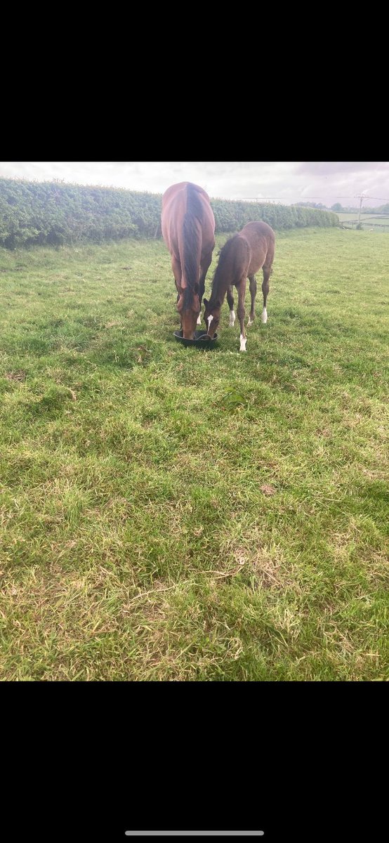 My self and <a href="/ChapmanRoss45/">Ross chapman</a> delighted too get our ‘getaway’ filly home. Back in foal too ‘gentlewave’ fingers crossed! Thanks <a href="/YortonFarm/">Yorton Farm Stud</a> top job looking after her! The dream is still alive 🙈😂